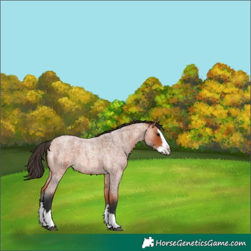 Horse Color:Bay Roan Splash 