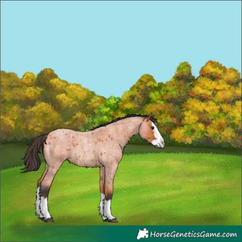 Horse Color:Bay Roan Splash 