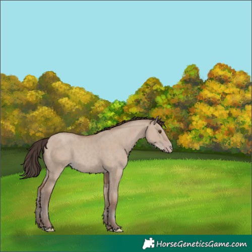 Horse Color:Classic Champagne Dun 