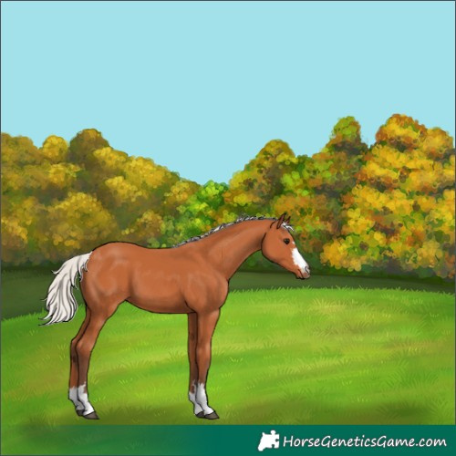 Horse Color:Silver Bay 