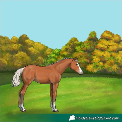 Horse Color:Silver Bay 