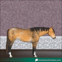 Horse Color:Buckskin 
