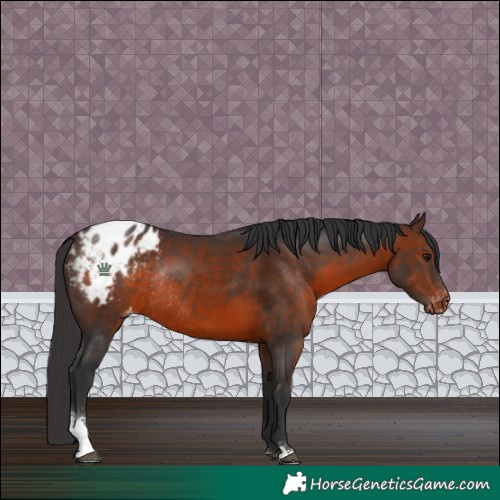 Horse Color:Brown Sabino Blanket Rabicano