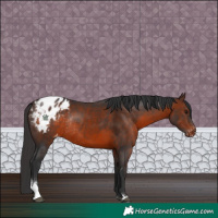 Horse Color:Brown Sabino Blanket Rabicano 