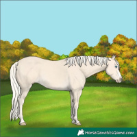 Horse Color:Cremello Splash and Cremello Splash