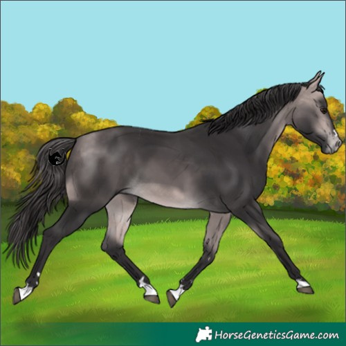Horse Color:Platinum Buckskin 