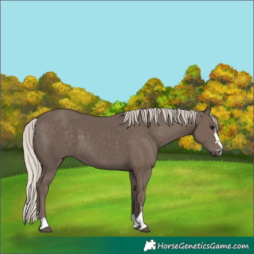 Horse Color:Silver Black