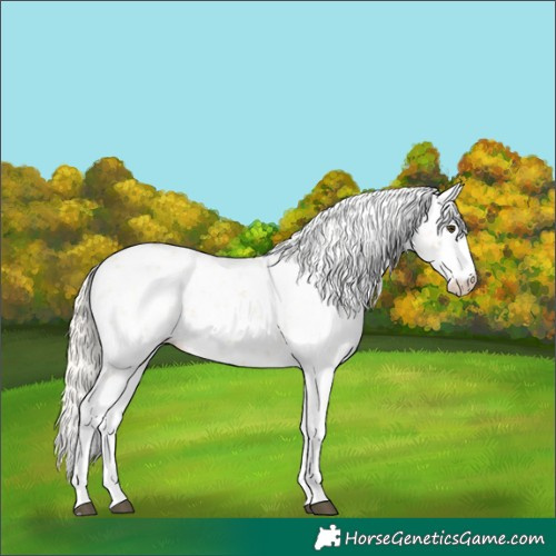Horse Color:Palomino Sabino
