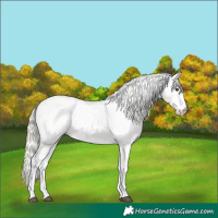 Horse Color:Palomino Sabino 