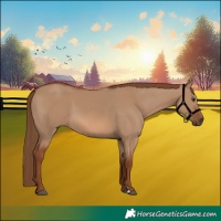 Horse Color:Red Dun 