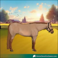 Horse Color:Red Dun