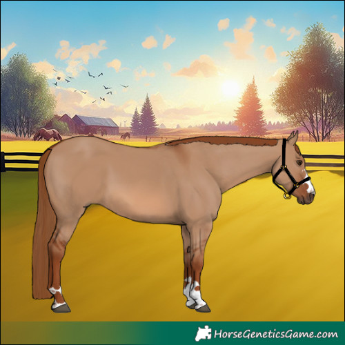 Horse Color:Red Dun