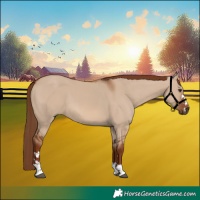 Horse Color:Red Dun 