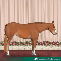 Horse Color:Chestnut 