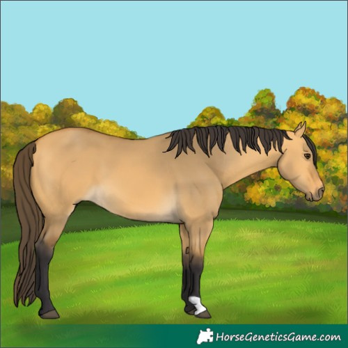 Horse Color:Buckskin Dun 