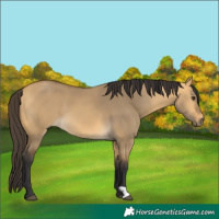 Horse Color:Buckskin Dun 