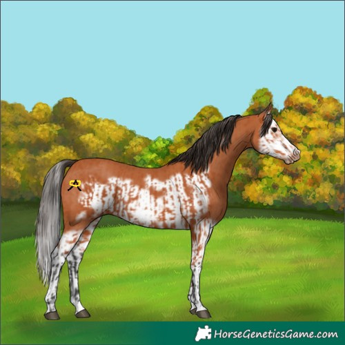 Horse Color:Bay Splash Frame  and Bay Splash Frame 