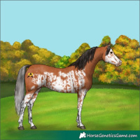 Horse Color:Bay Splash Frame  and Bay Splash Frame 