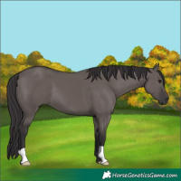 Horse Color:Smoky Grullo 