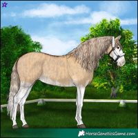 Horse Color:Red Dun Splash  and Palomino Dun Splash 