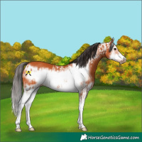 Horse Color:Bay Splash Frame  and Bay Splash Frame 