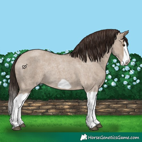 Horse Color:Liver Red Dun Roan Splash Frame Rabicano 