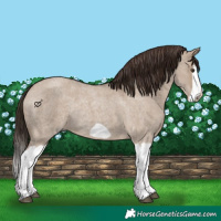 Horse Color:Liver Red Dun Roan Splash Frame Rabicano 