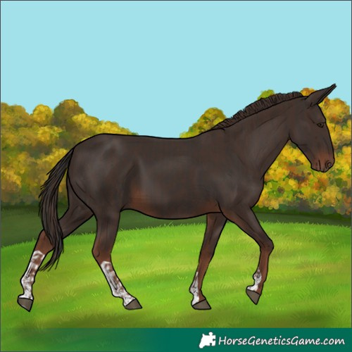 Horse Color:Liver Chestnut  and Liver Chestnut 