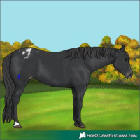 Horse Color:Black Appaloosa