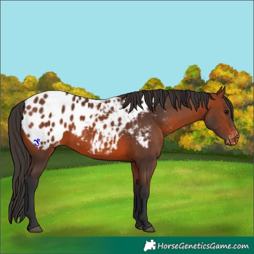 Horse Color:Bay Appaloosa