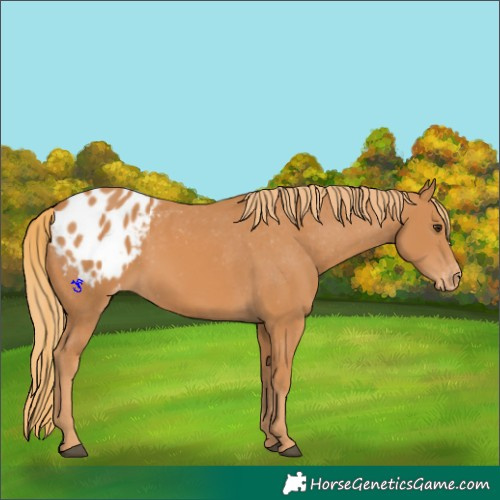 Horse Color:Chestnut Frame Appaloosa