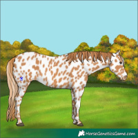 Horse Color:Chestnut Appaloosa 