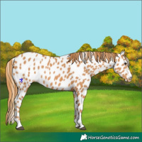 Horse Color:Chestnut Appaloosa 