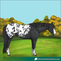 Horse Color:Black Appaloosa 