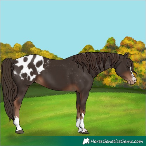 Horse Color:Liver Chestnut Appaloosa 