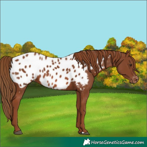 Horse Color:Chestnut Appaloosa