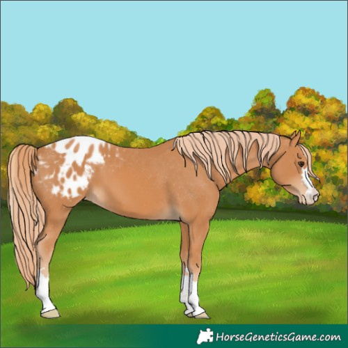 Horse Color:Chestnut Appaloosa