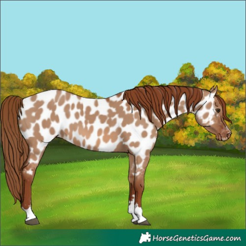 Horse Color:Red Dun Appaloosa 