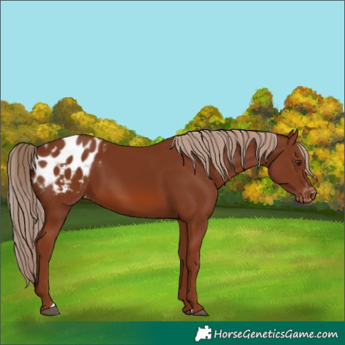 Horse Color:Chestnut Appaloosa 