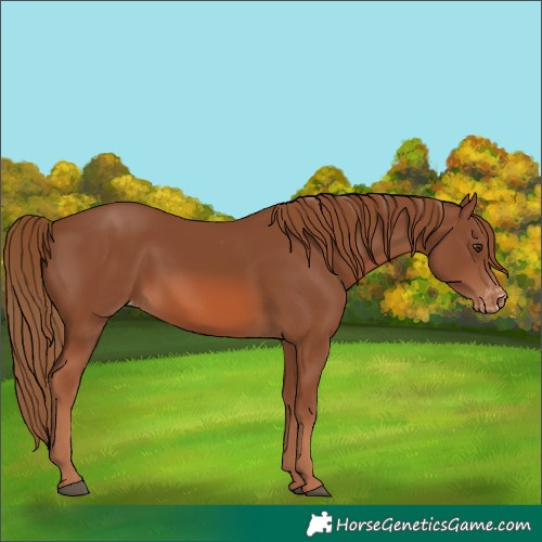 Horse Color:Chestnut Appaloosa 
