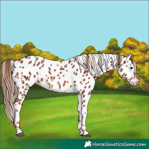Horse Color:Chestnut Appaloosa 