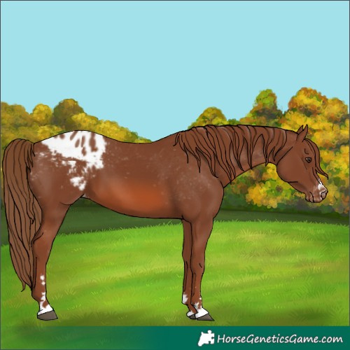 Horse Color:Chestnut Appaloosa
