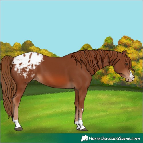 Horse Color:Chestnut Appaloosa