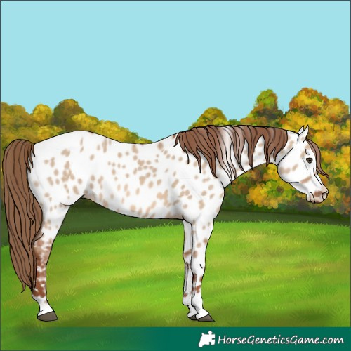 Horse Color:Red Dun Appaloosa 