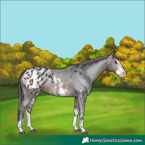 Horse Color:Brown Sabino Splash Appaloosa and Brown Sabino Splash Appaloosa