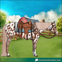 Horse Color:Chestnut Appaloosa 