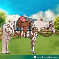 Horse Color:Chestnut Near Leopard 