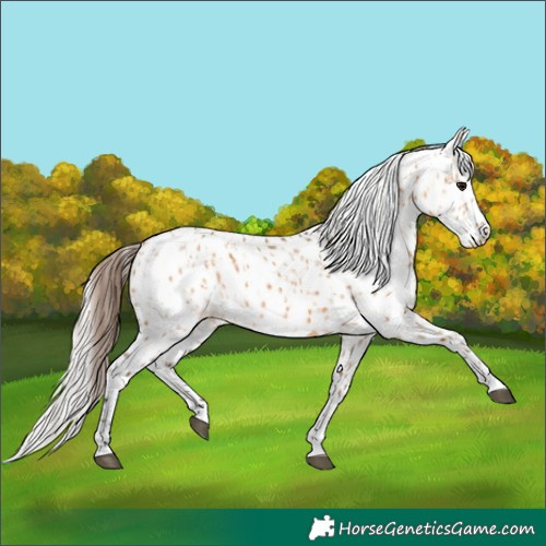 Horse Color:Bay Dun Appaloosa  and Silver Bay Dun Appaloosa 