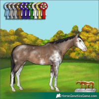 Horse Color:Brown Dun Sabino