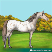 Horse Color:Bay Dun Appaloosa  and Bay Dun Appaloosa 